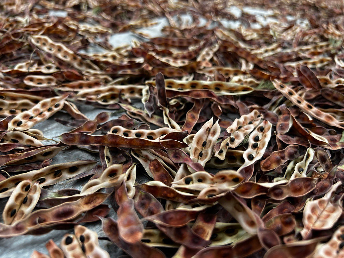 Scarification: Unlocking Germination for Hard-Coated Native Australian Seeds