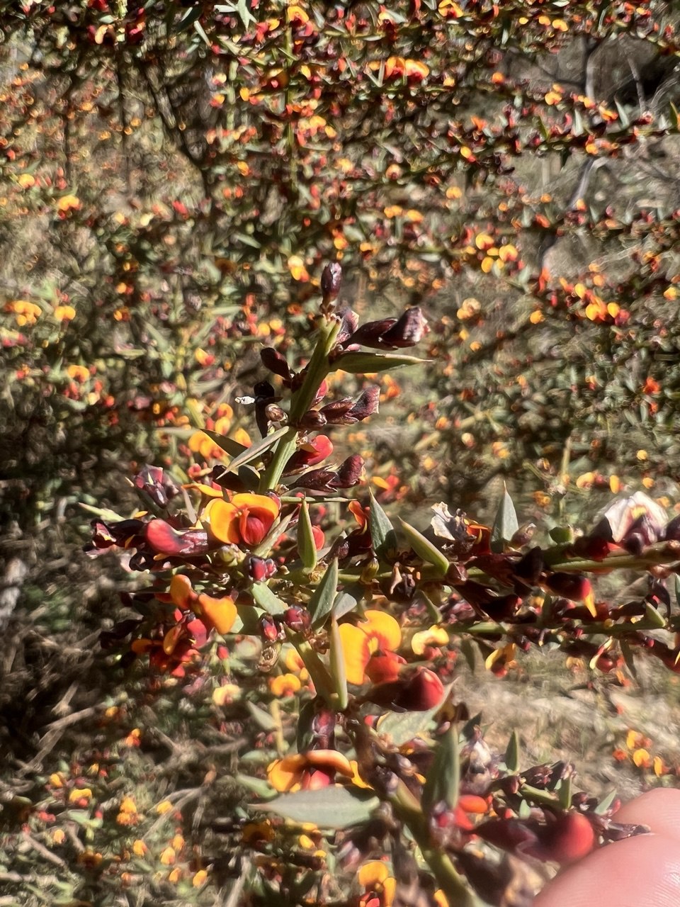 The Two-Year Lead Time: Why Early Planning Is Crucial for Native Seed Sourcing in Restoration Projects