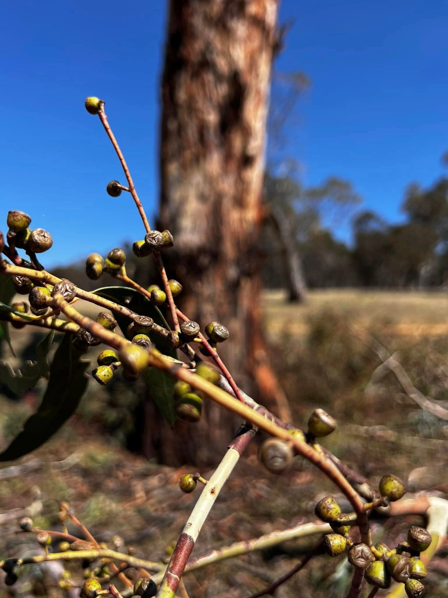 Eucalyptus rubida Candlebark