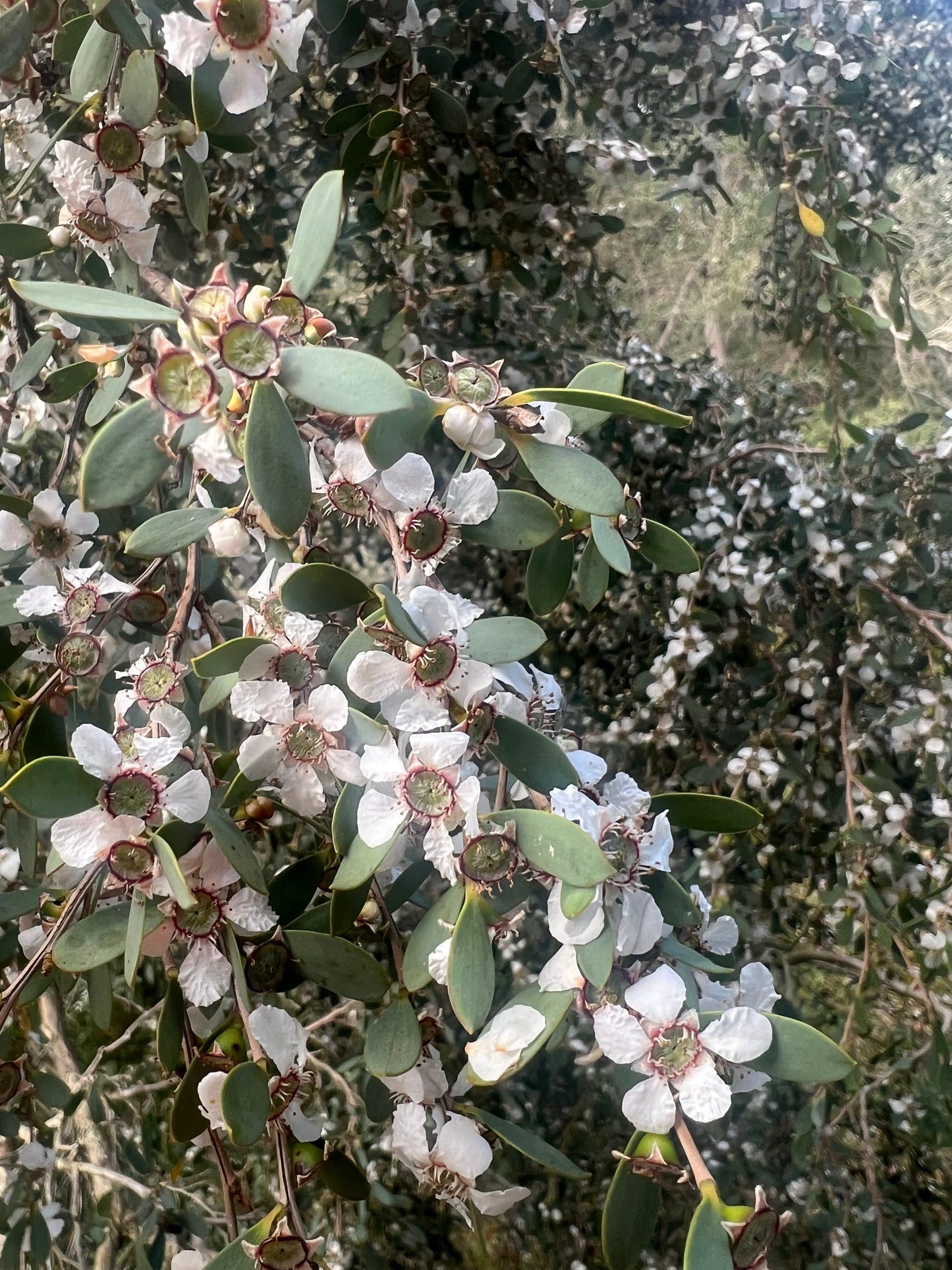 Gaudium laevigatum Coast Teatree