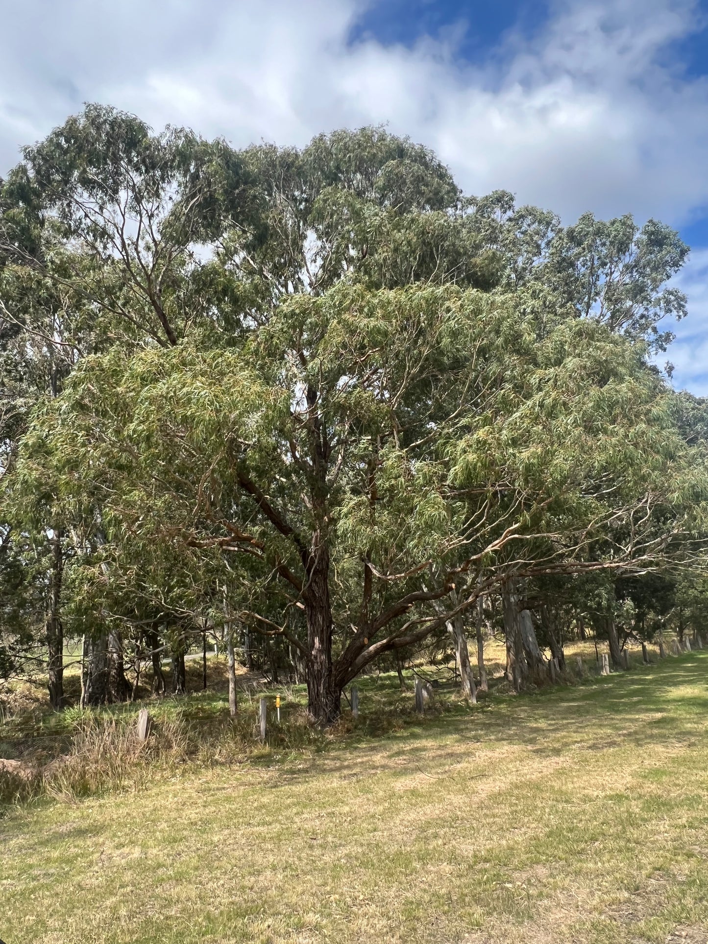 Eucalyptus viminalis subsp. pryoriana Coastal Manna Gum