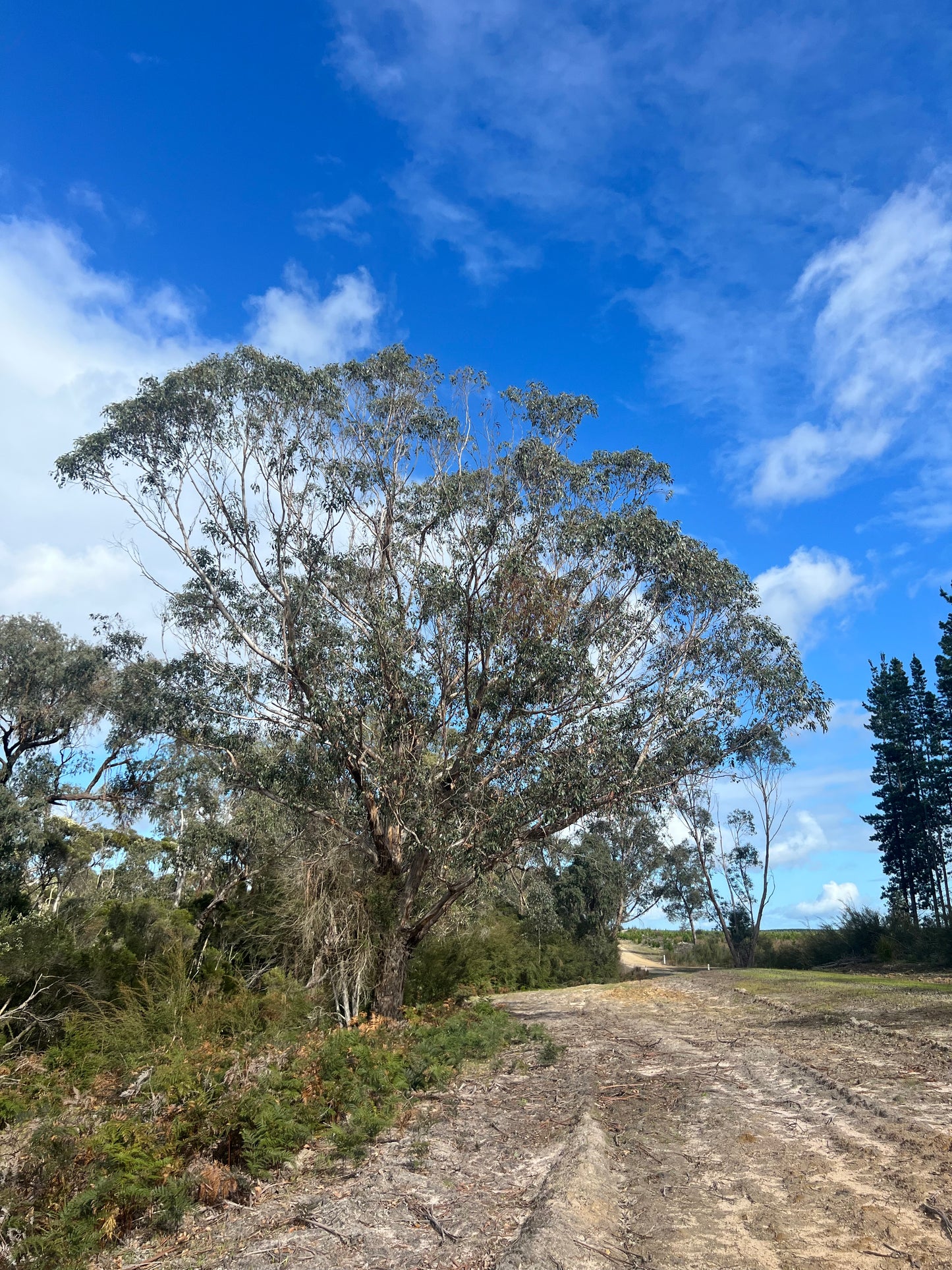 Eucalyptus ovata Swamp Gum