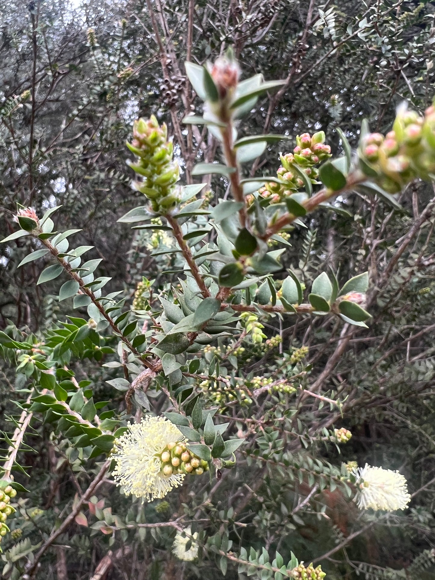 Melaleuca squarrosa
