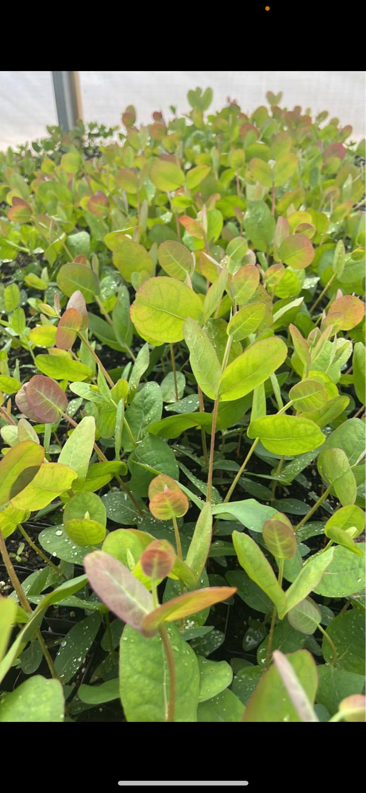 Eucalyptus neglecta Omeo Gum