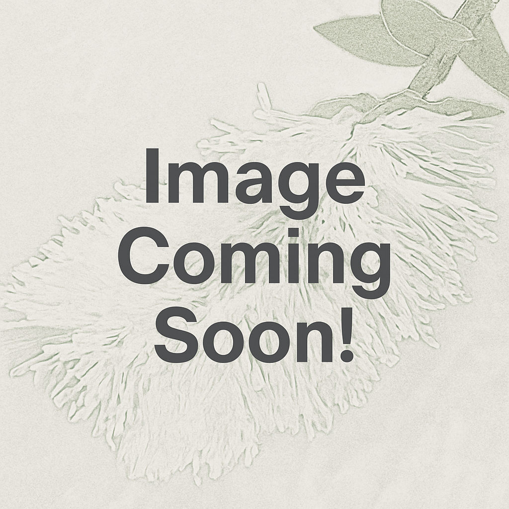 Acacia howittii sticky wattle