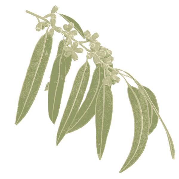 Environmental Services Victoria | Native Seed Victoria
