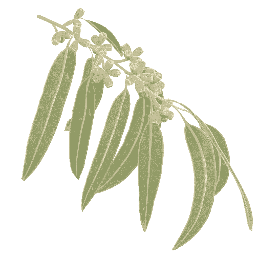 Eucalyptus radiata Narrow-Leaf Peppermint