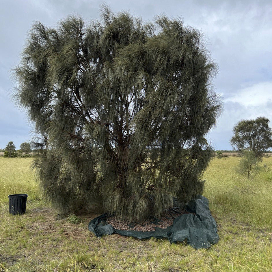 Allocasuarina verticillata Drooping Sheoak