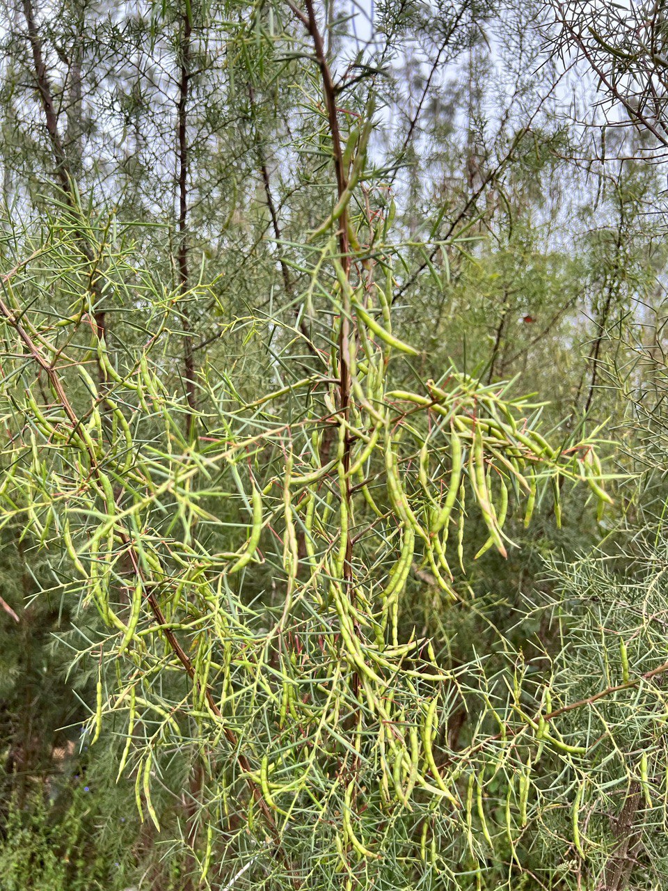 Acacia genistifolia Spreading Wattle