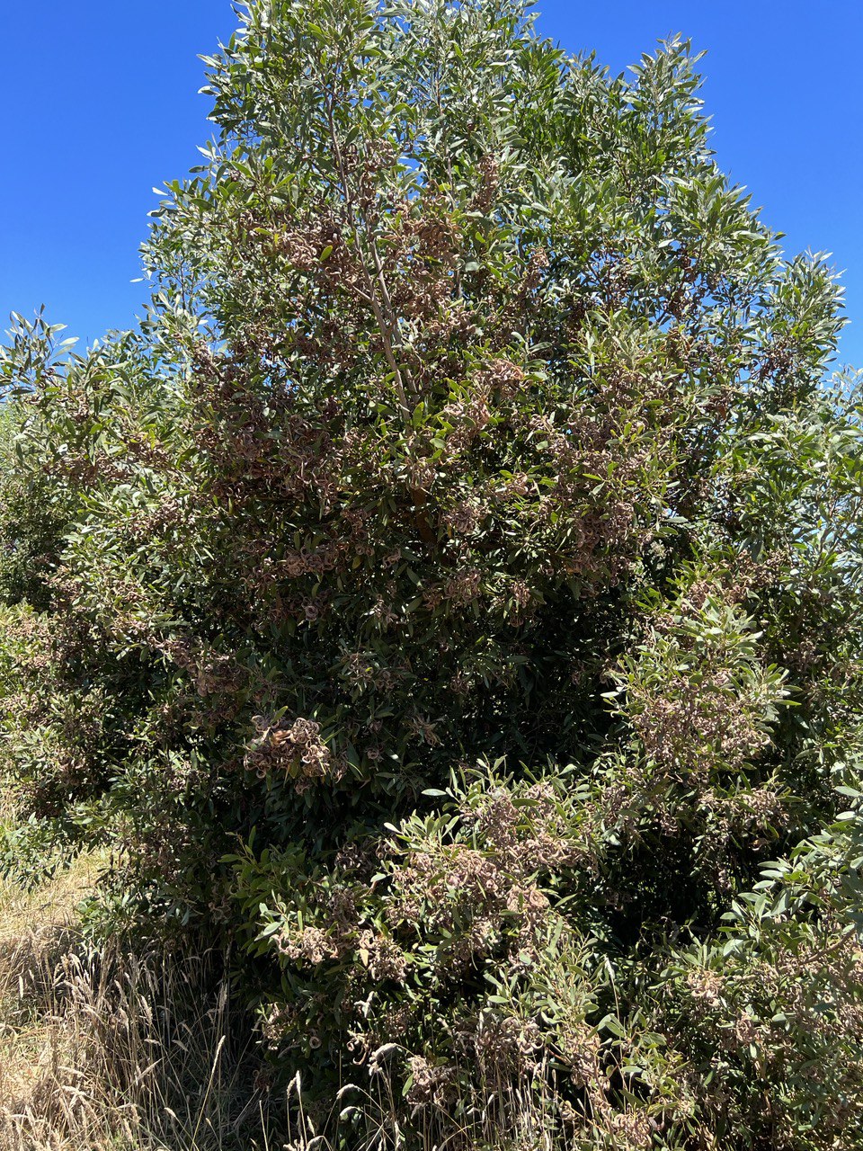 Acacia melanoxylon Blackwood