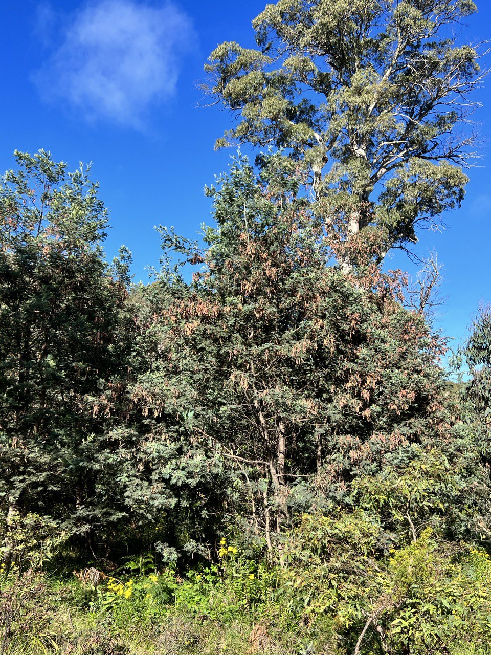 Acacia dealbata Silver Wattle