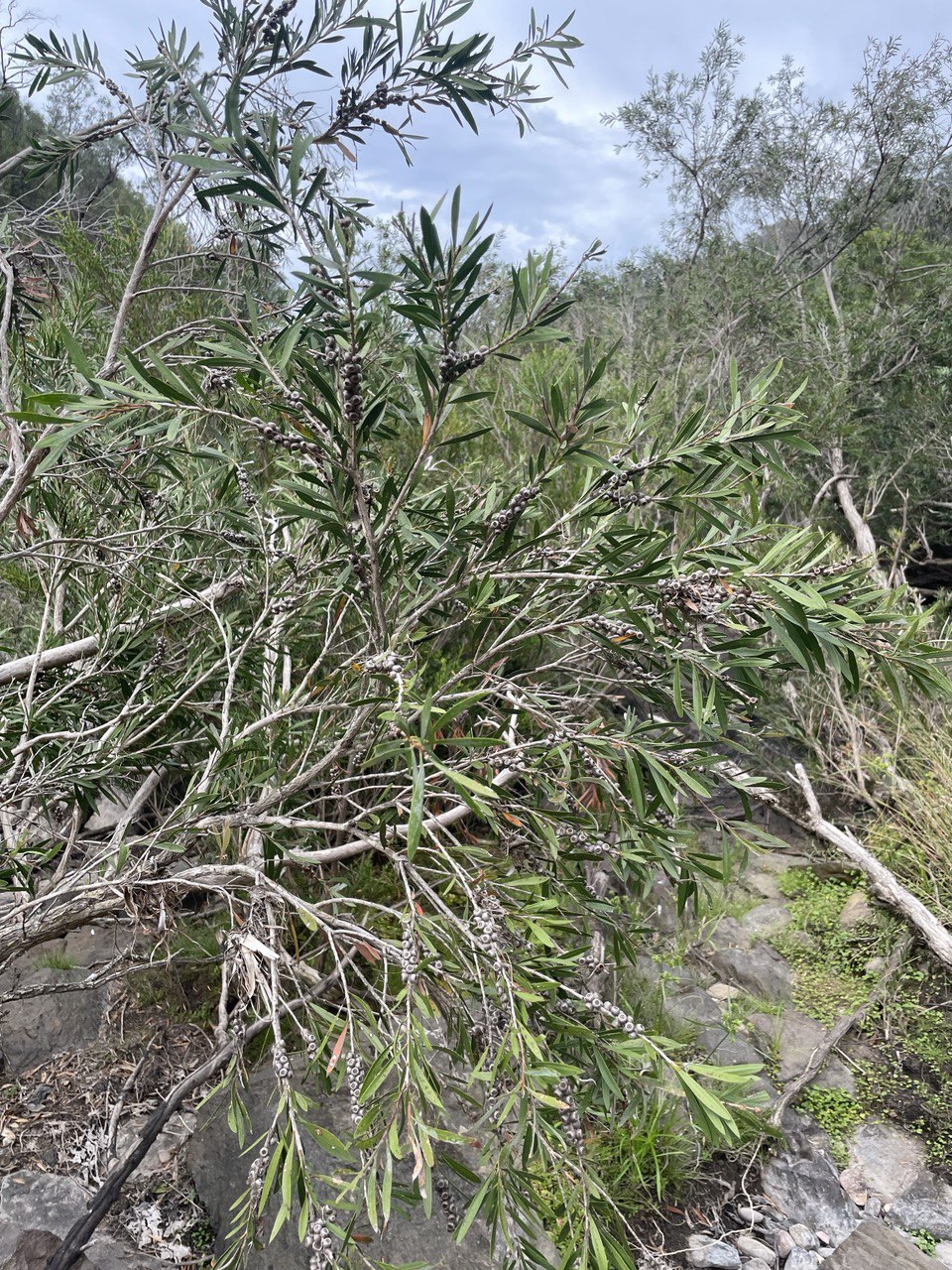 Callistemon sieberi Bottlebrush