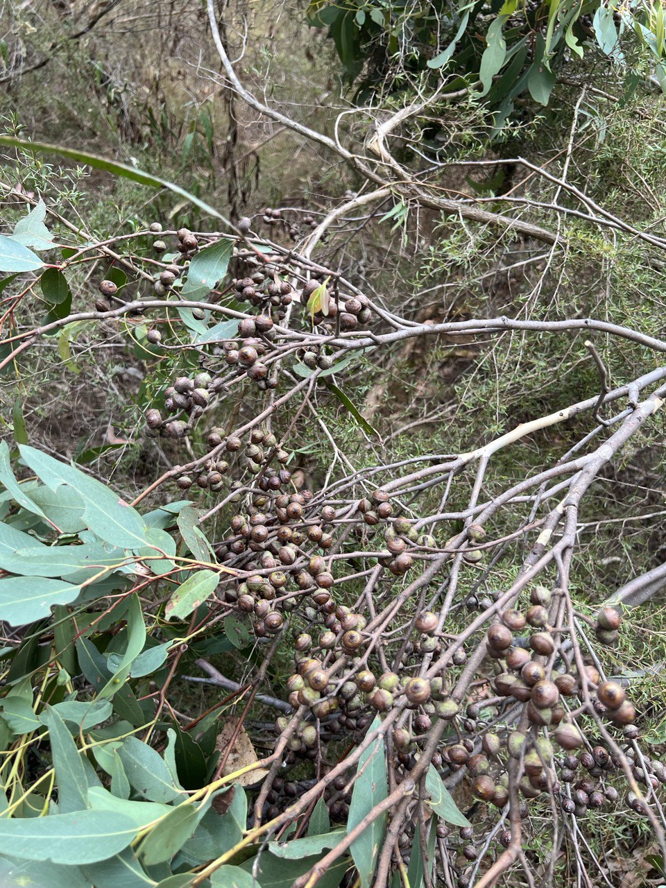 Eucalyptus macrorhyncha Red Stringybark