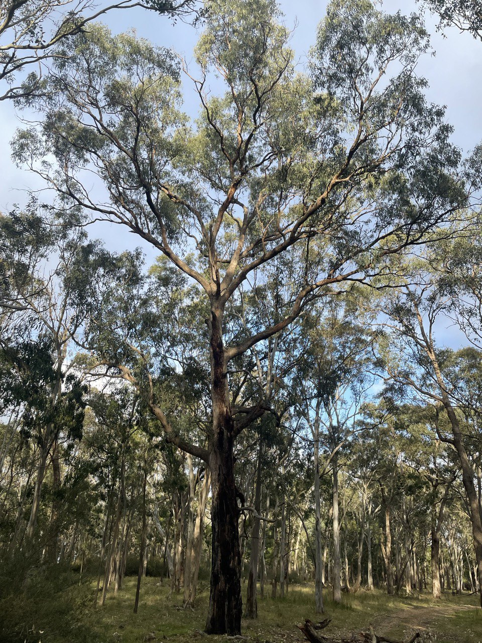 Eucalyptus bridgesiana Apple Box
