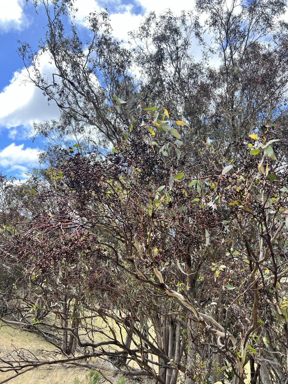 Eucalyptus albens White Box