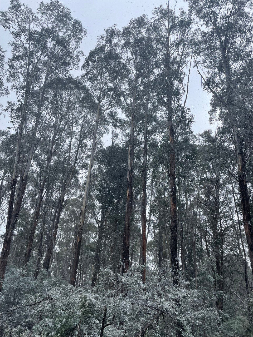 Eucalyptus delegatensis Alpine Ash