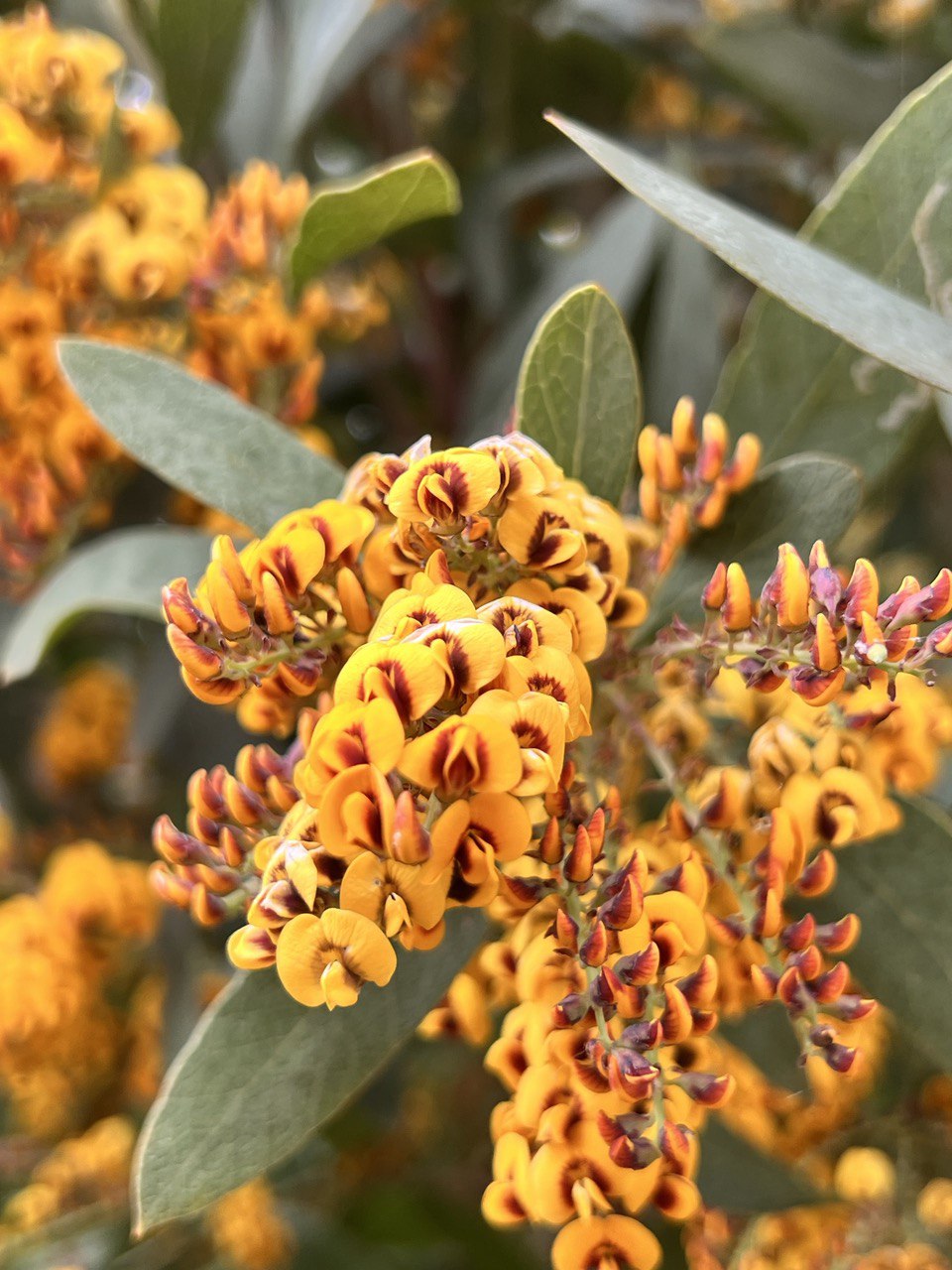 Davesia latifolia Hop Bitter Pea