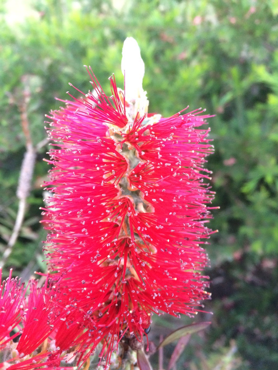 Callistemon citrinus Crimson Bottlebrush