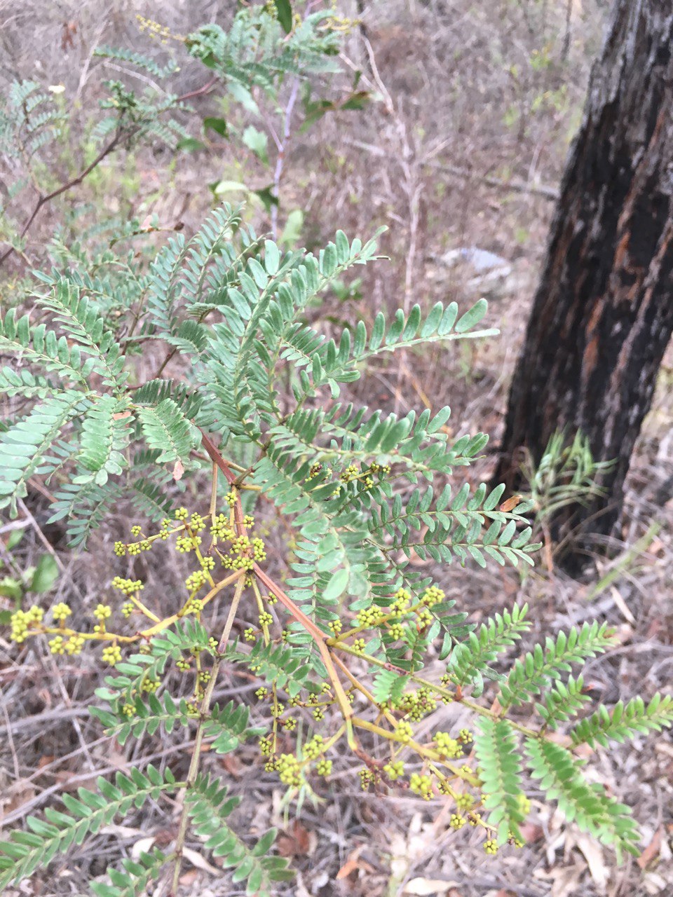 Acacia terminalis Sunshine Wattle