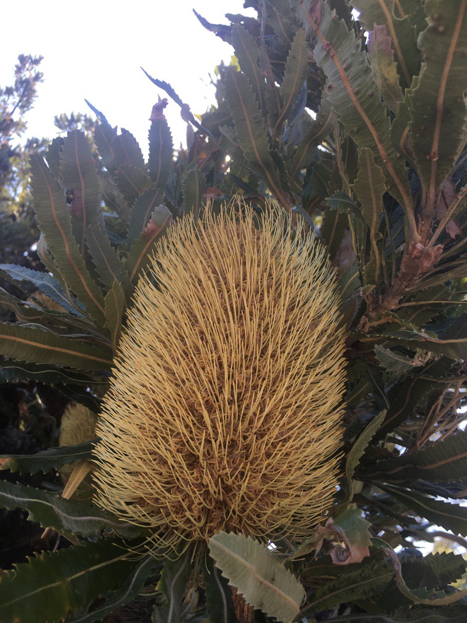Banksia serrata Saw Banksia