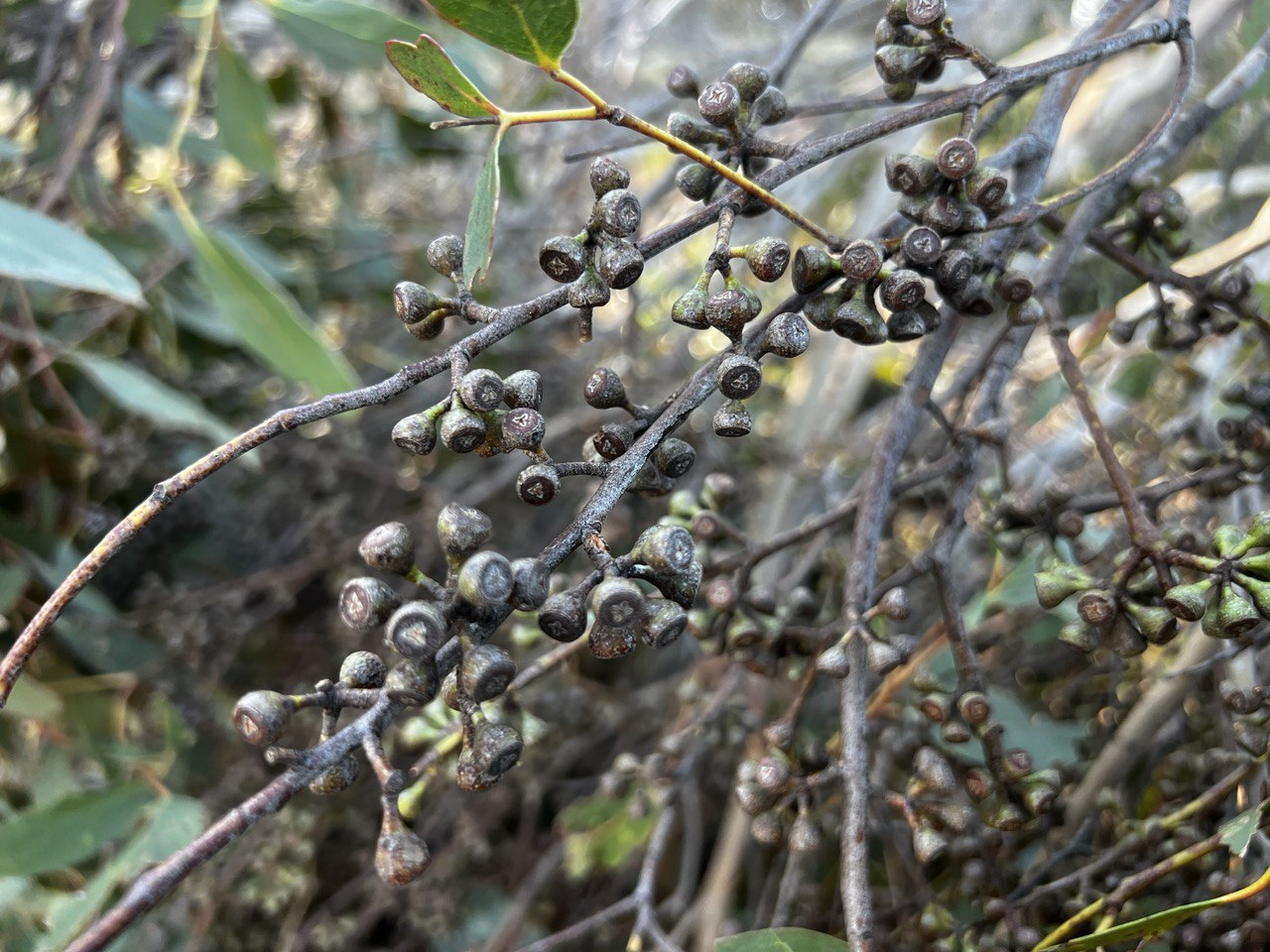 Eucalyptus dives Broad Leaf Peppermint