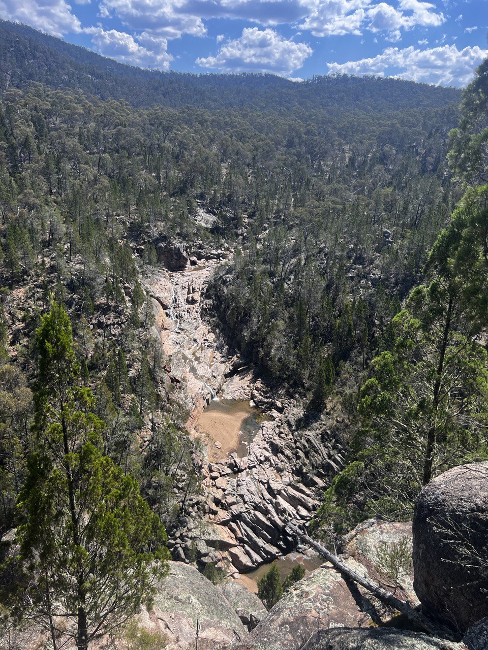 Callitris endlicheri black cypress pine