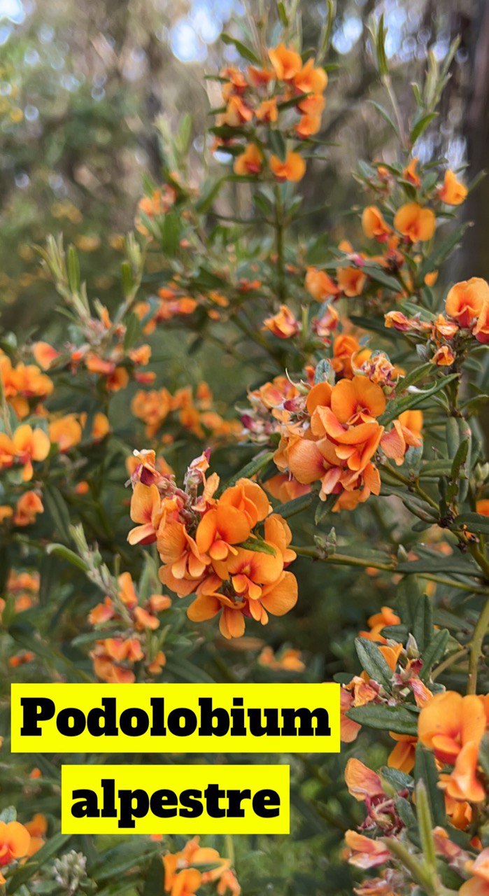 Podolobium alpestre Alpine Shaggy Pea