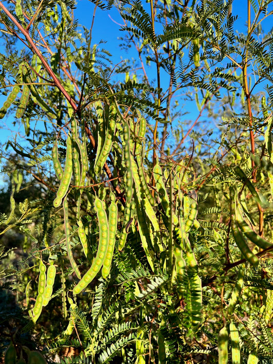 Acacia terminalis Sunshine Wattle