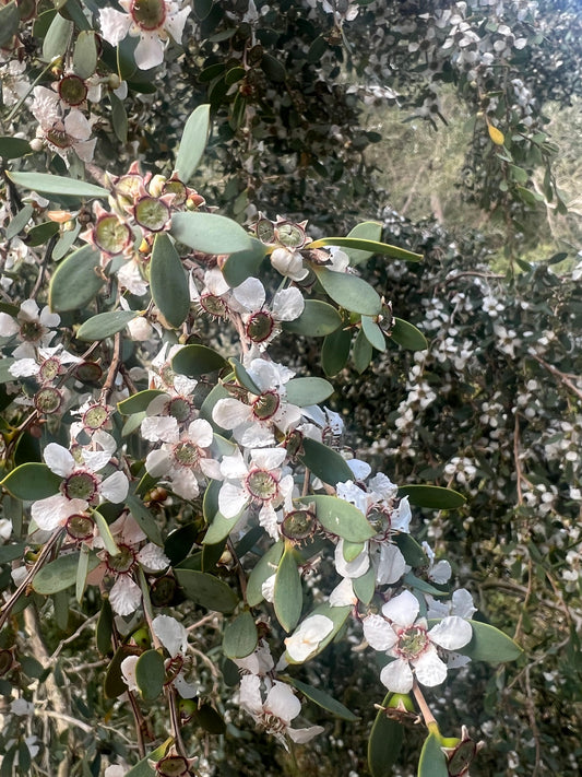 Gaudium laevigatum Coast Teatree