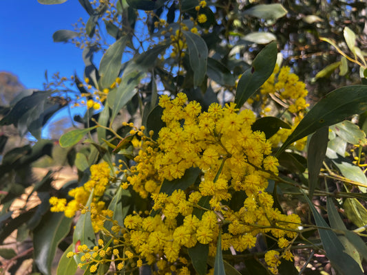 Acacia pycnantha Golden Wattle