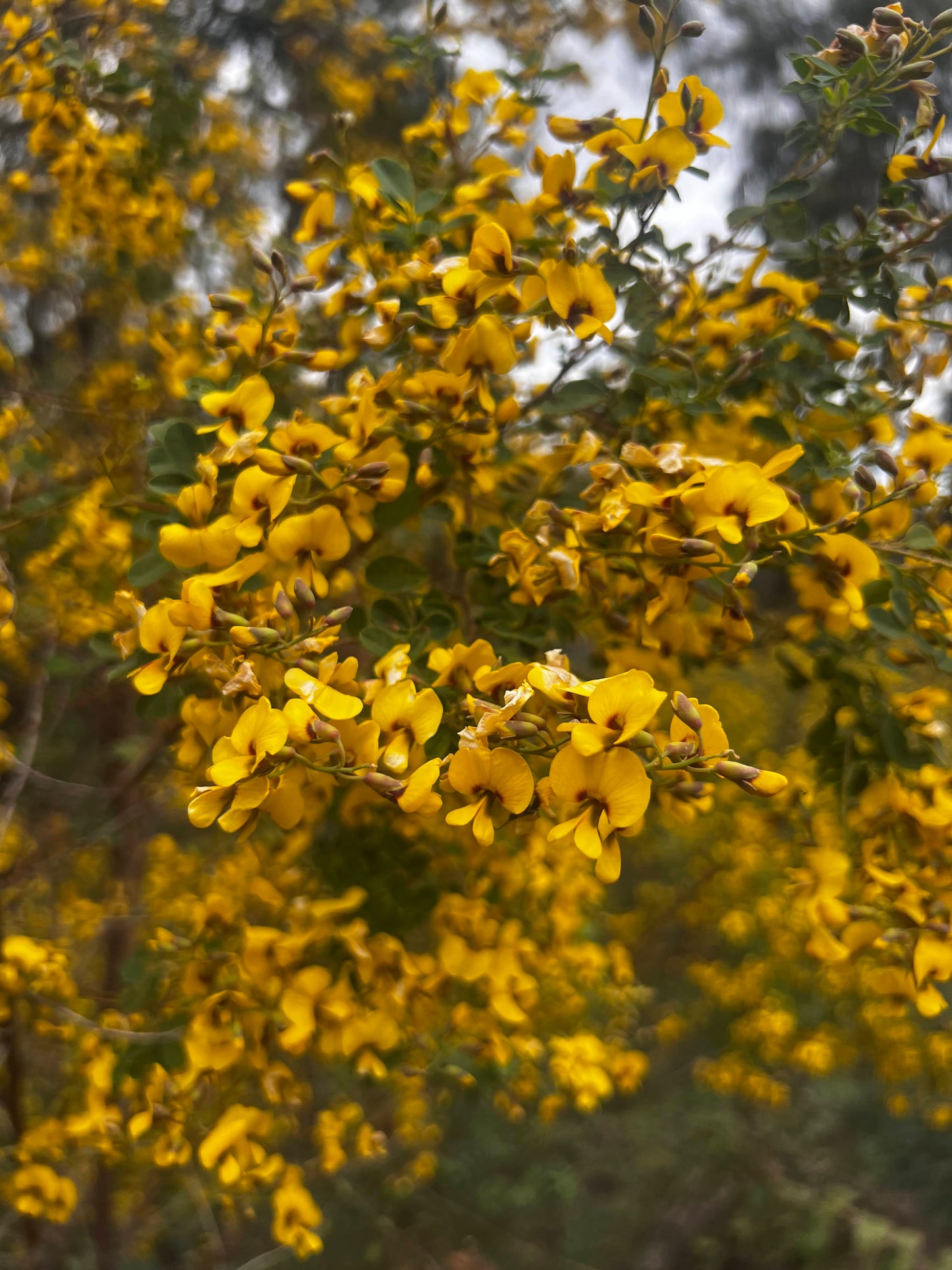 Goodia lotifolia Golden Tip