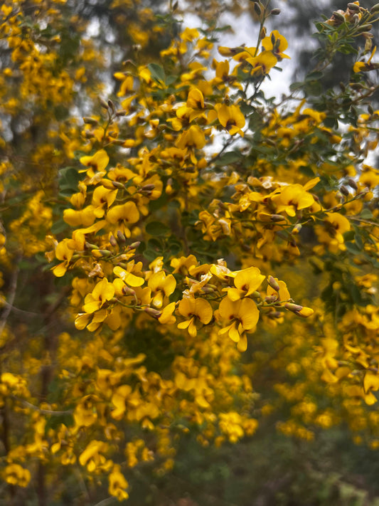 Goodia lotifolia Golden Tip