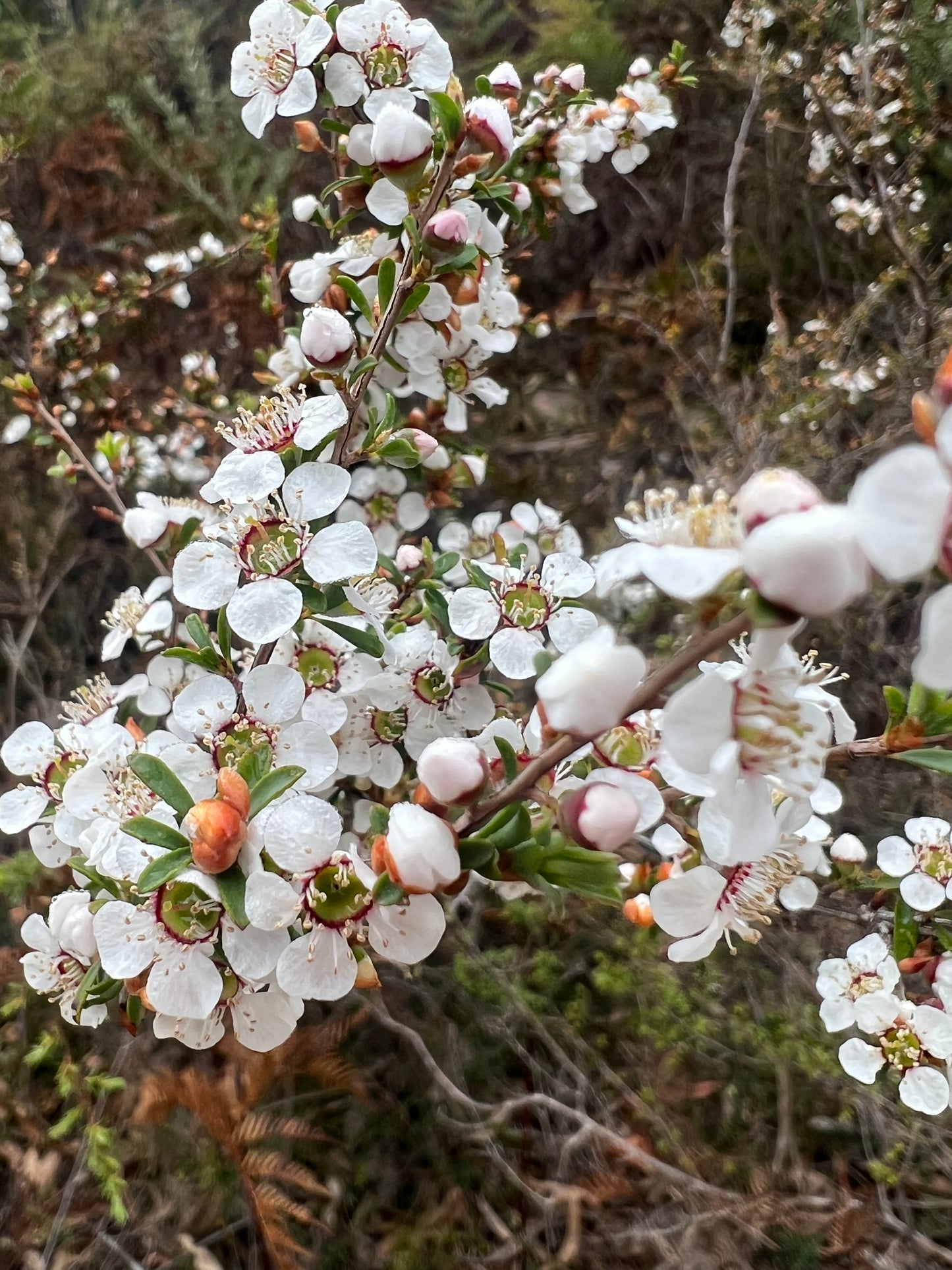 Gaudium myrsinoides Heath TeaTree