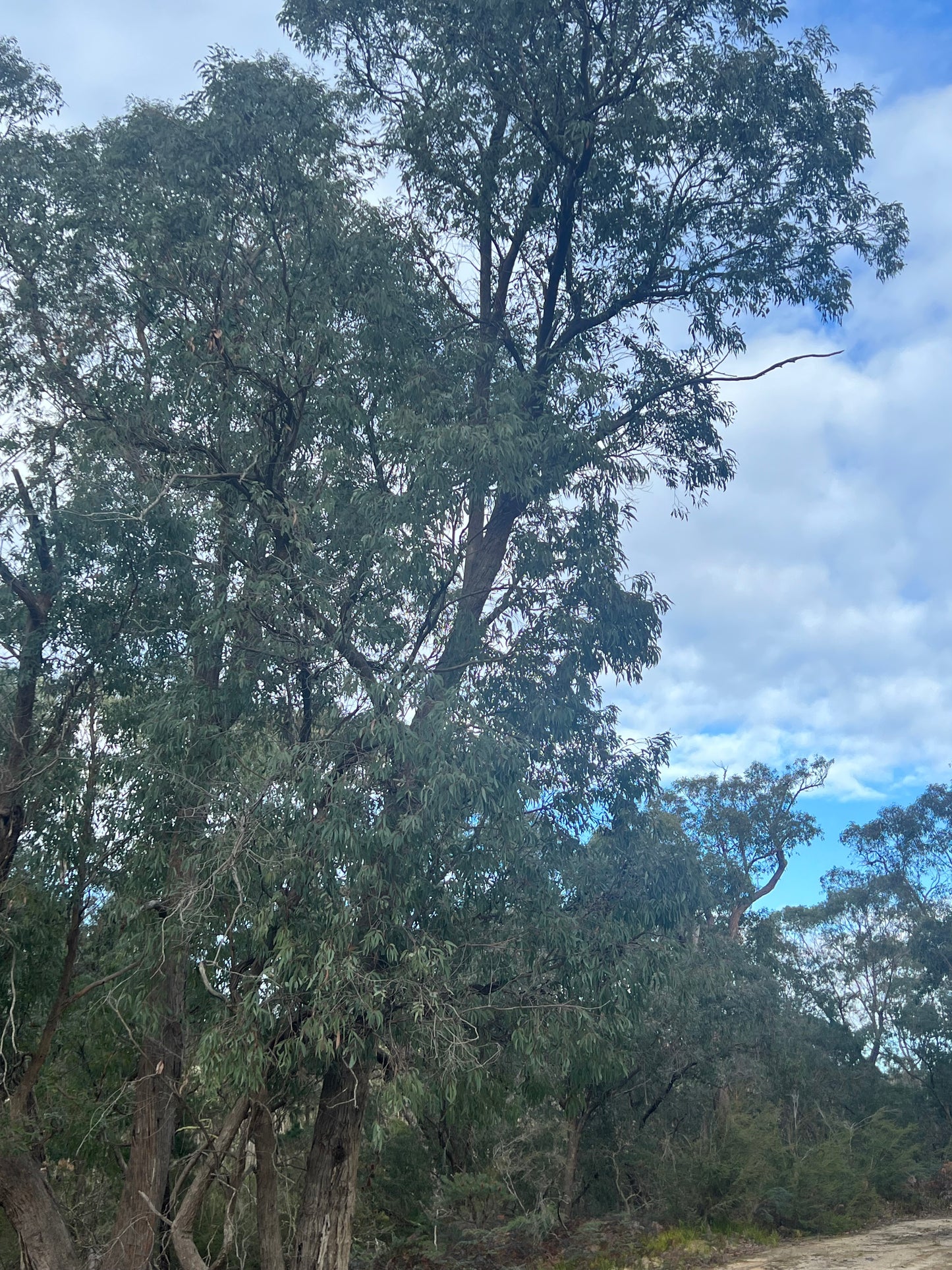 Eucalyptus croajingolensis Gippsland Peppermint