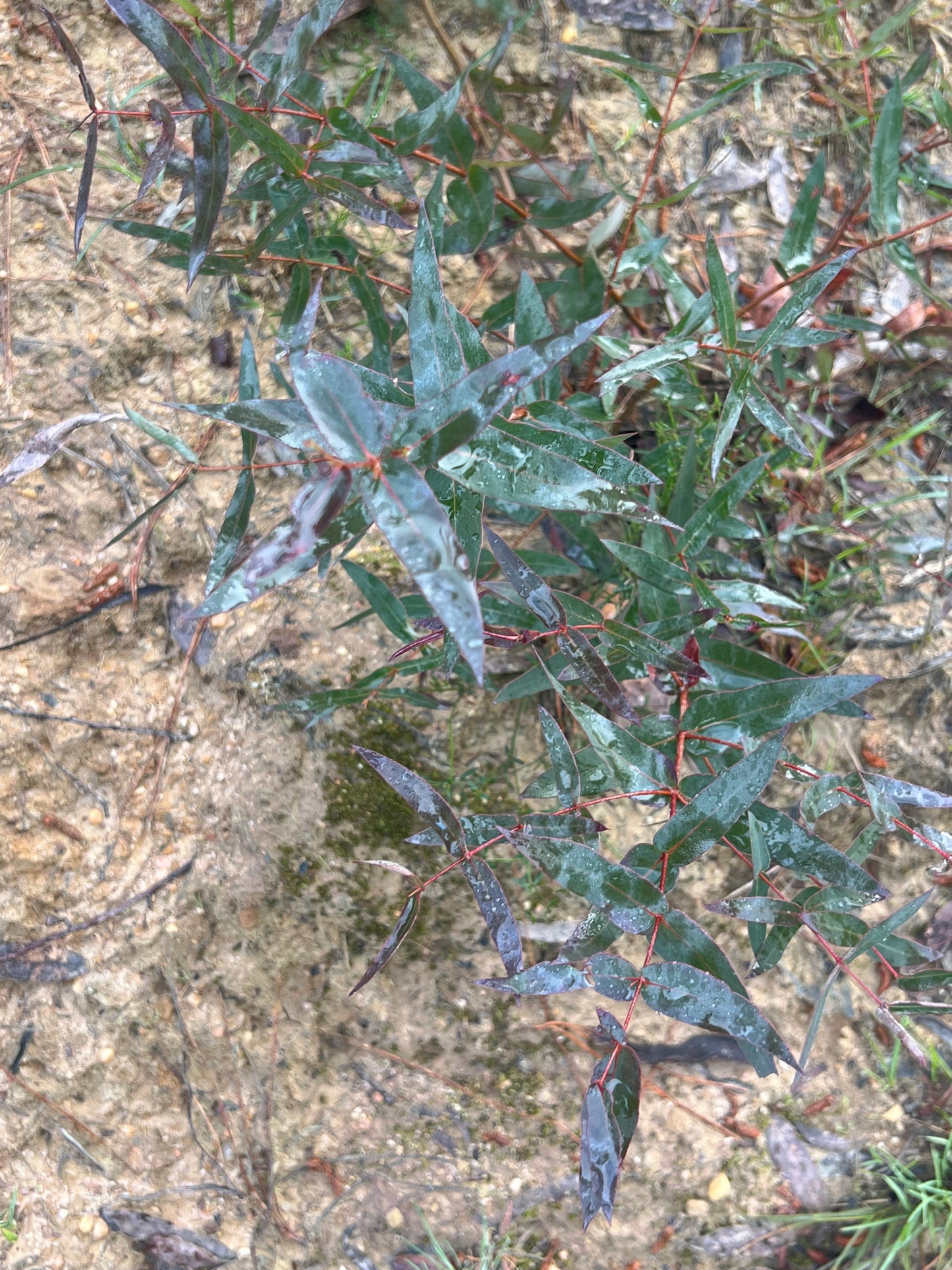 Eucalyptus croajingolensis Gippsland Peppermint