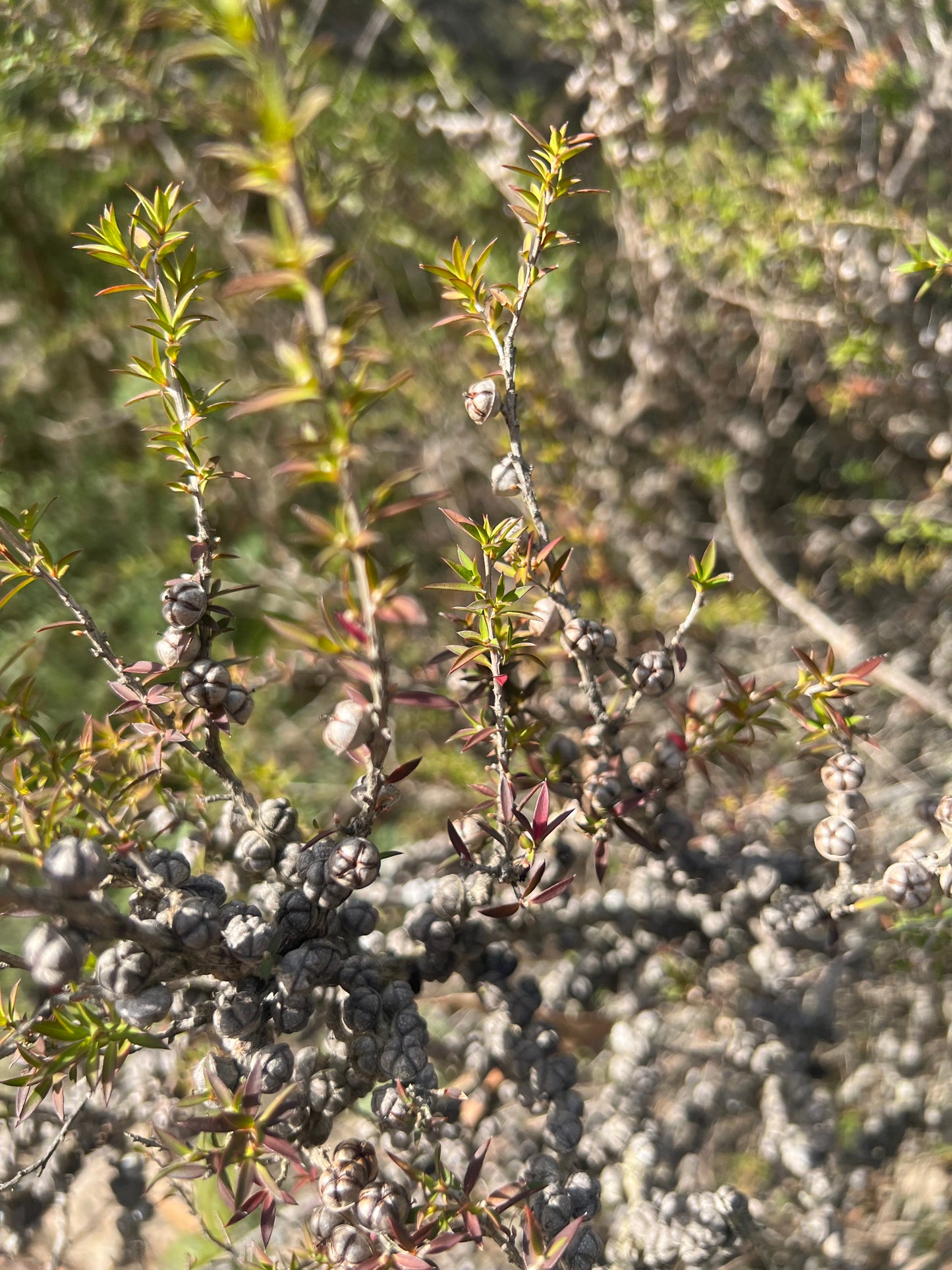 Leptospermum continentale Prickly Teatree