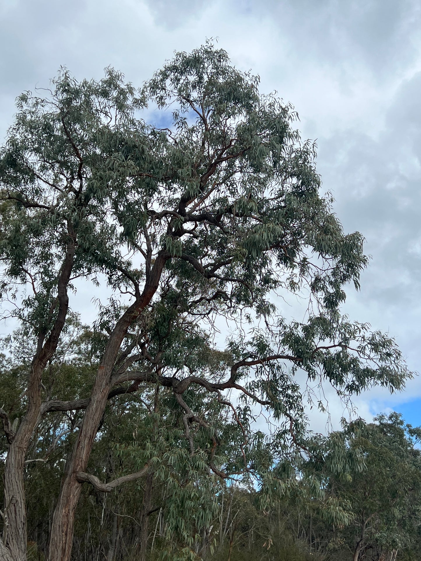 Eucalyptus conspicua Silverleaf Stringybark