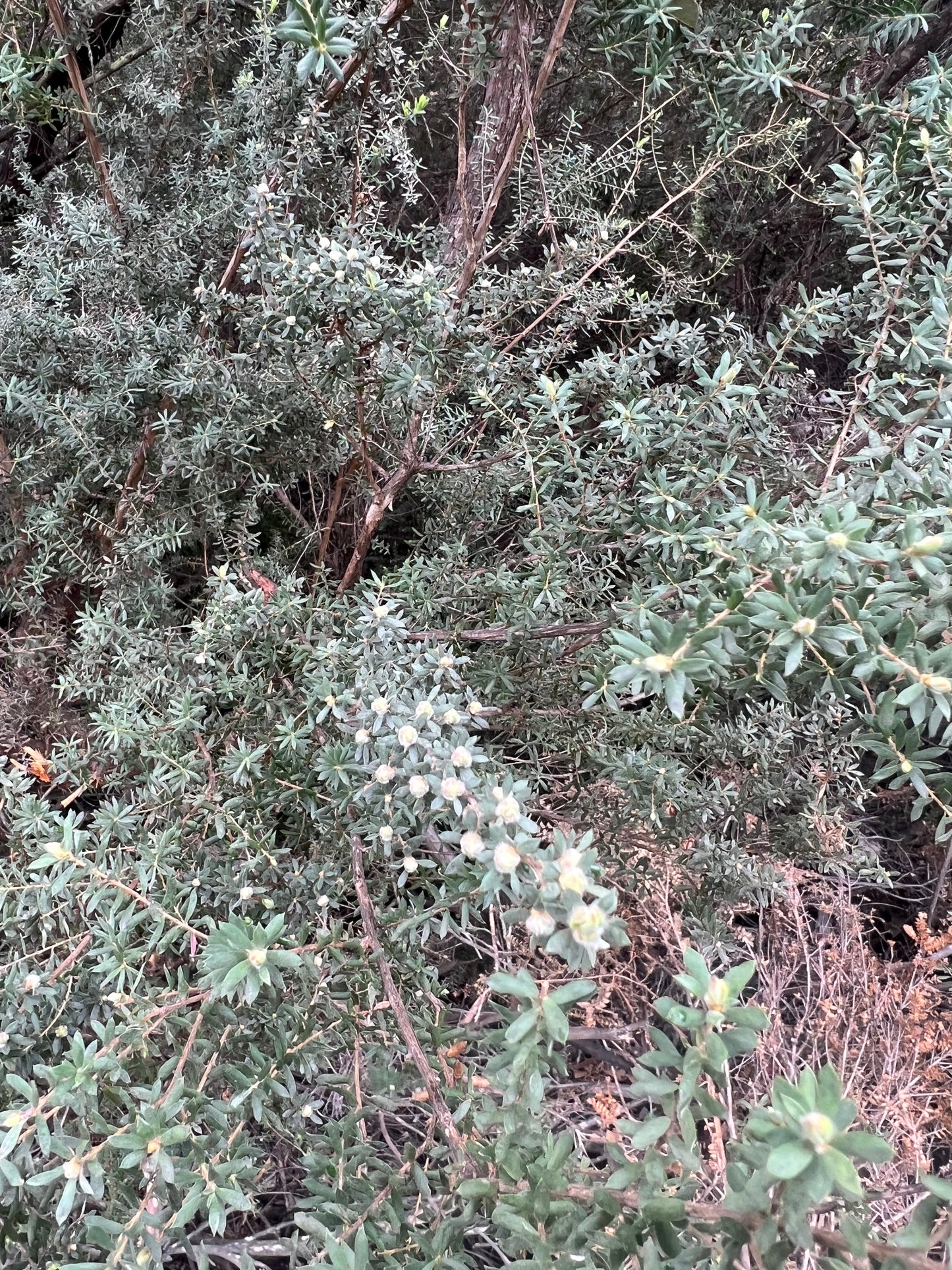 Leptospermum lanigerum Wooly Teatree