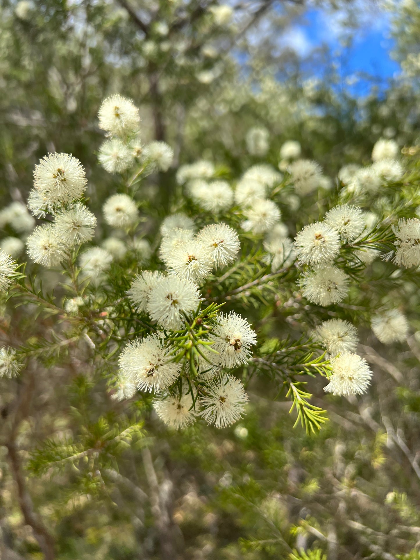 Melaleuca ericifolia