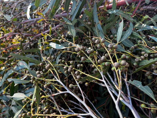 Eucalyptus viminalis Manna Gum