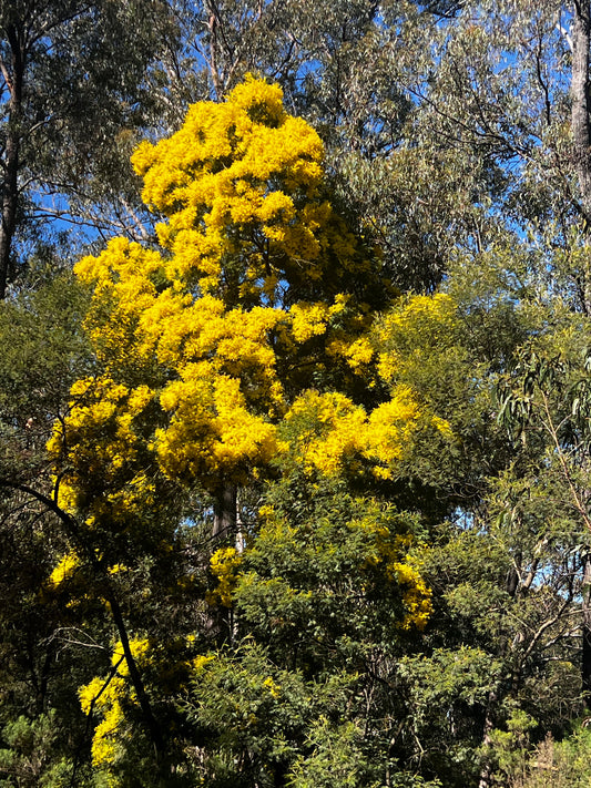 Acacia silvestris Red Wattle