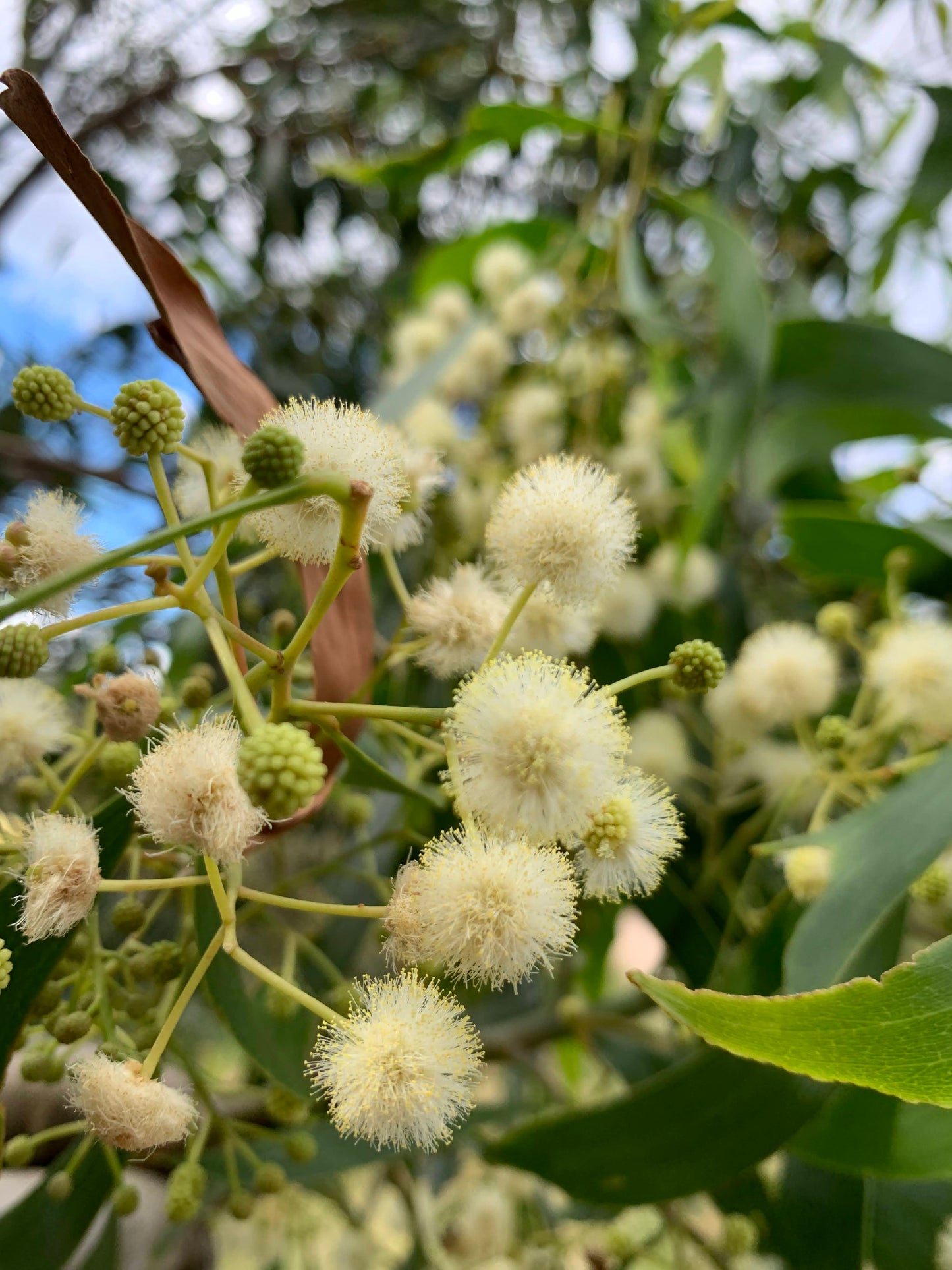 Acacia implexa Lightwood