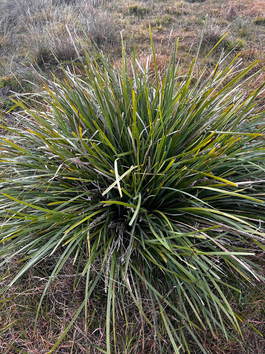 Lomandra longifolia subsp. longifolia  Spiny mat rush