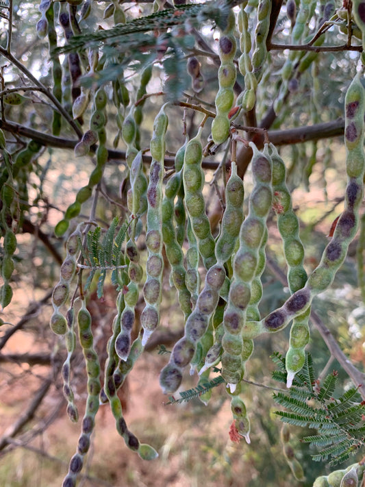 Acacia mearnsii Black Wattle