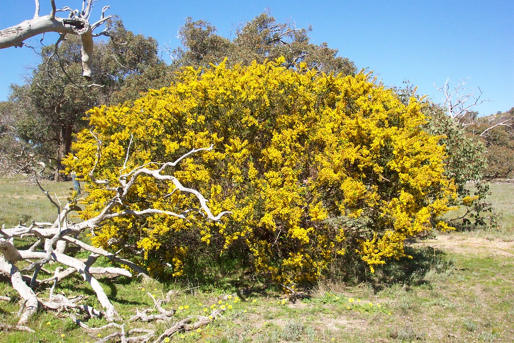 Acacia paradoxa Hedge Wattle