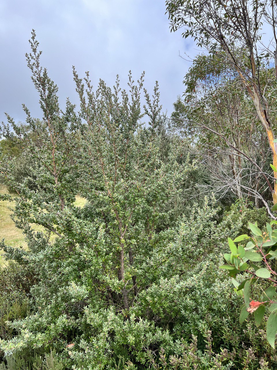 Leptospurmum grandifolium Mountain Teatree