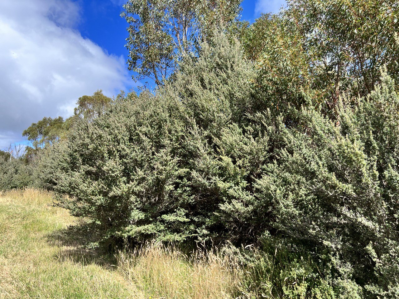 Leptospurmum grandifolium Mountain Teatree