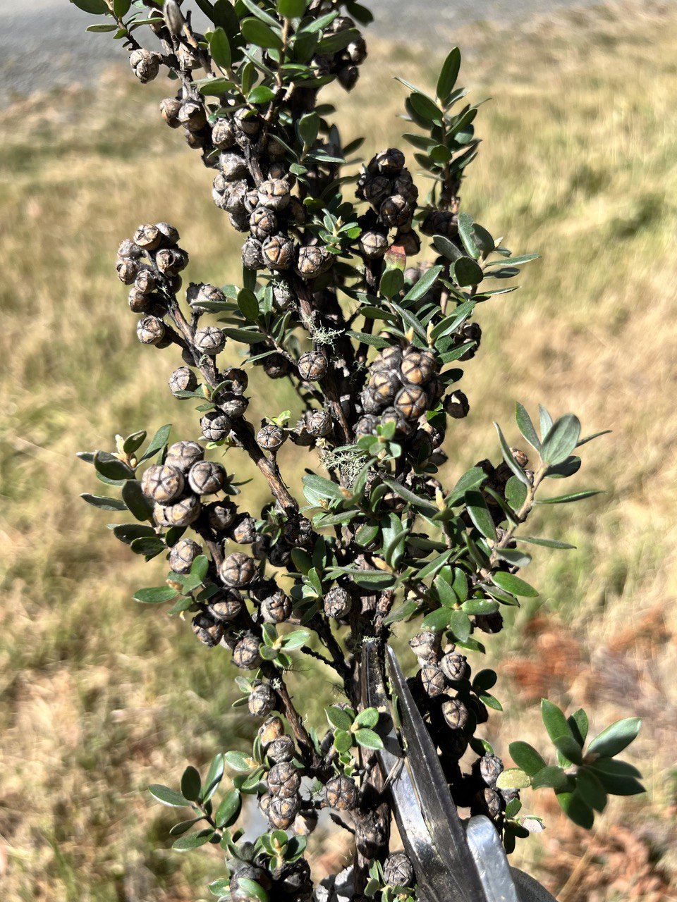 Leptospurmum grandifolium Mountain Teatree