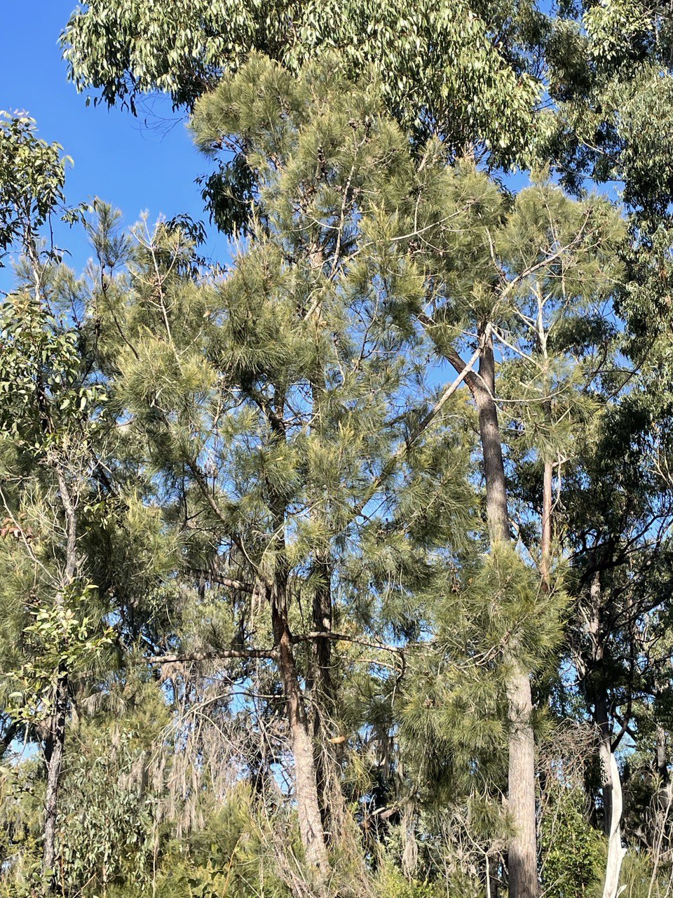 Allocasuarina littoralis Black Sheoak