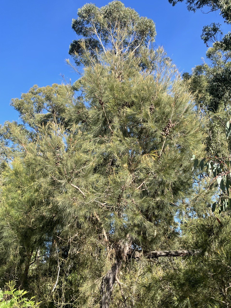 Allocasuarina littoralis Black Sheoak